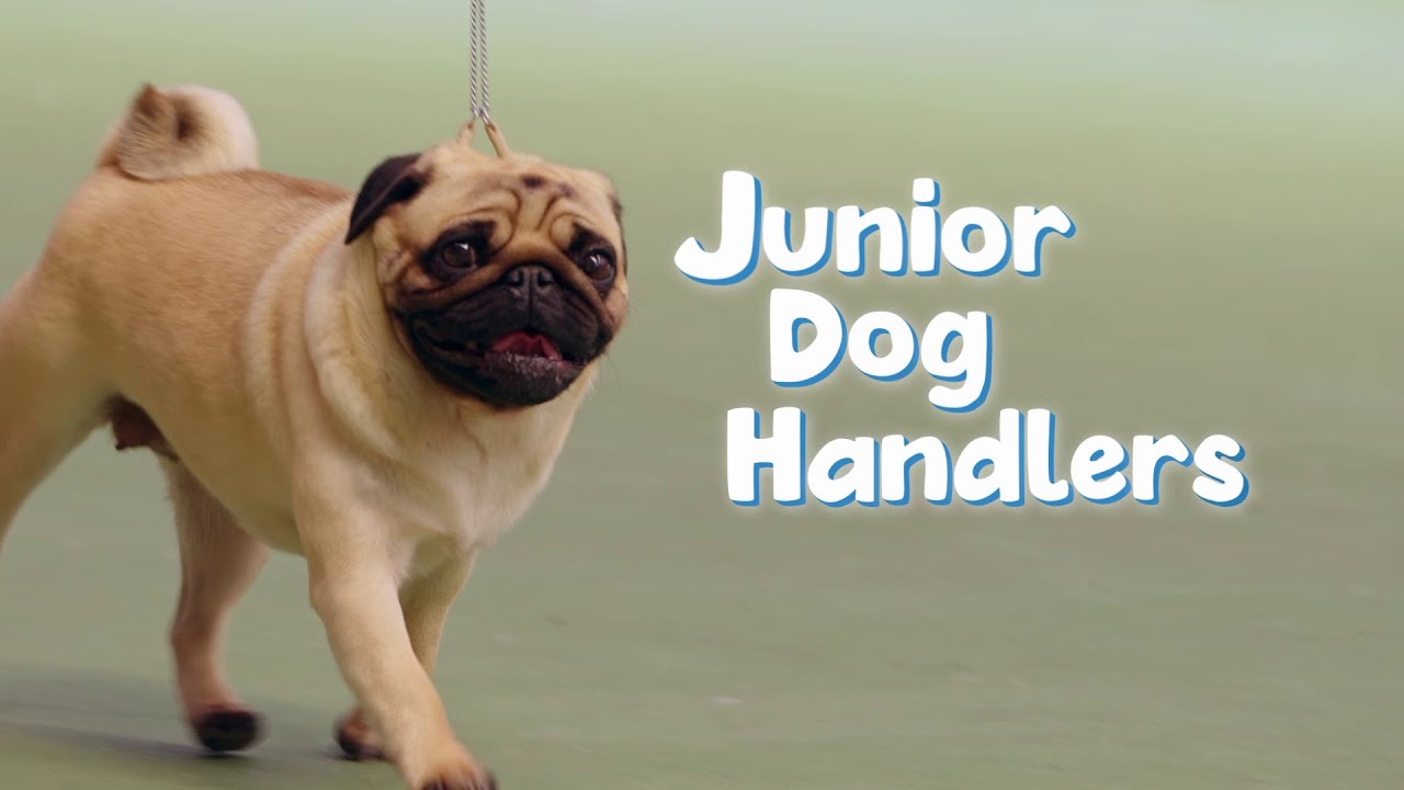 Junior Dog Handlers — Super Tease